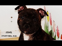 JEWEL - Chiot n°6