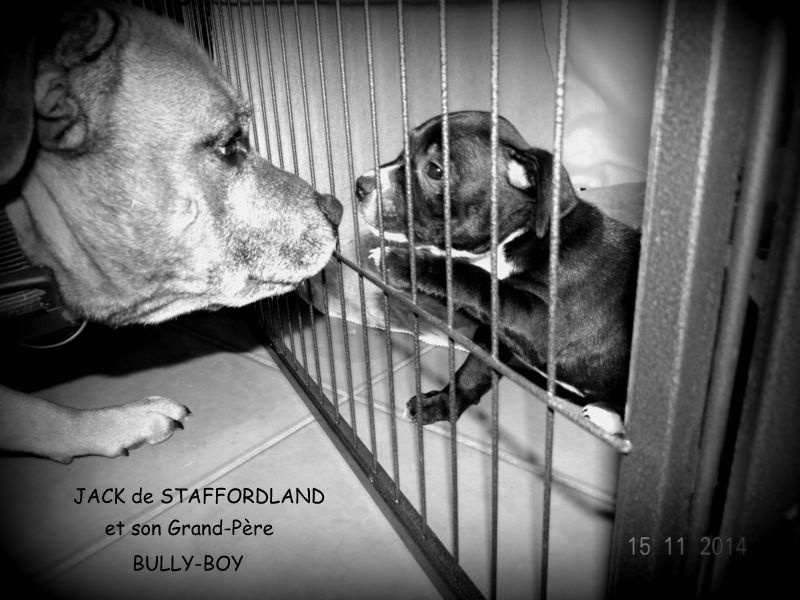 Staffordland - Staffordshire Bull Terrier - Portée née le 04/10/2014