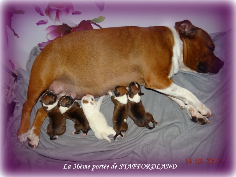 Staffordland - Staffordshire Bull Terrier - Portée née le 13/03/2019