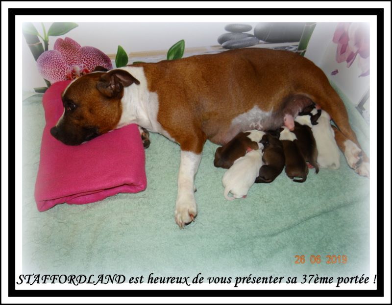 Chiot Staffordshire Bull Terrier Staffordland