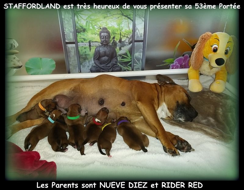 Chiot Staffordshire Bull Terrier Staffordland
