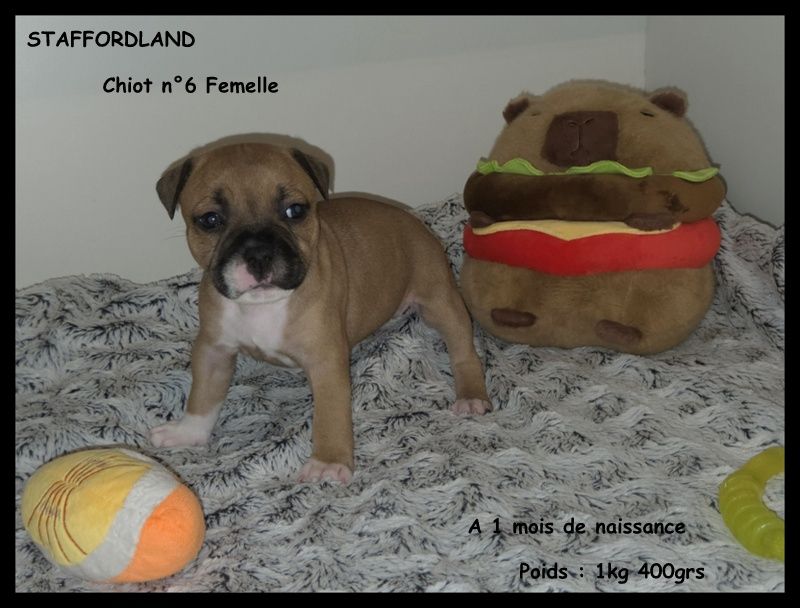 Staffordland - Chiots disponibles - Staffordshire Bull Terrier