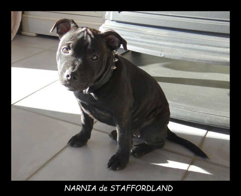 Staffordland - Staffordshire Bull Terrier - Portée née le 11/12/2017