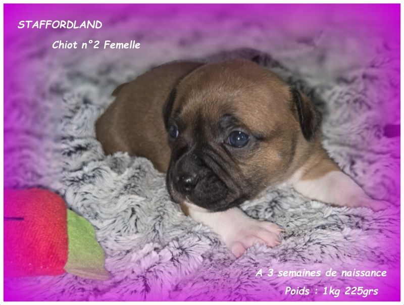 Staffordland - Chiots disponibles - Staffordshire Bull Terrier