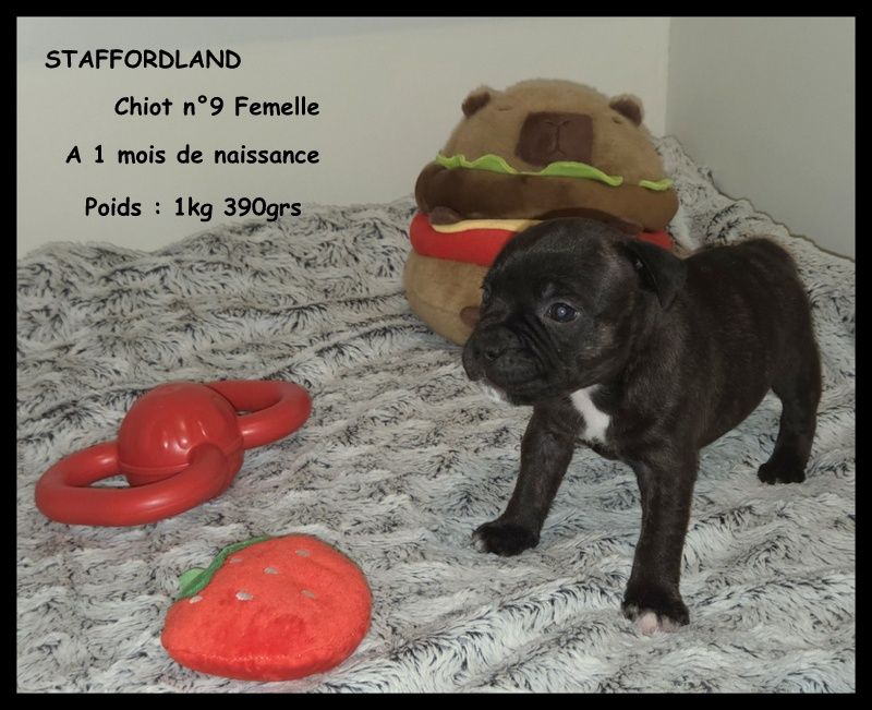 Staffordland - Chiots disponibles - Staffordshire Bull Terrier