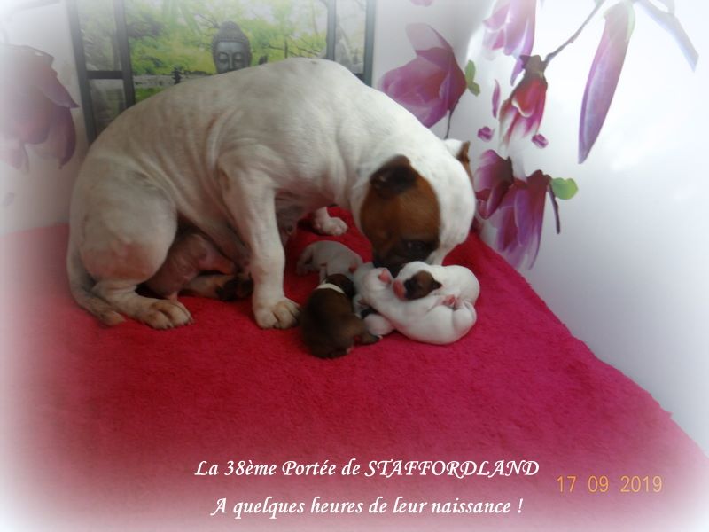 Staffordland - Staffordshire Bull Terrier - Portée née le 16/09/2019