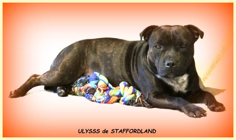 Staffordland - Chiots disponibles - Staffordshire Bull Terrier